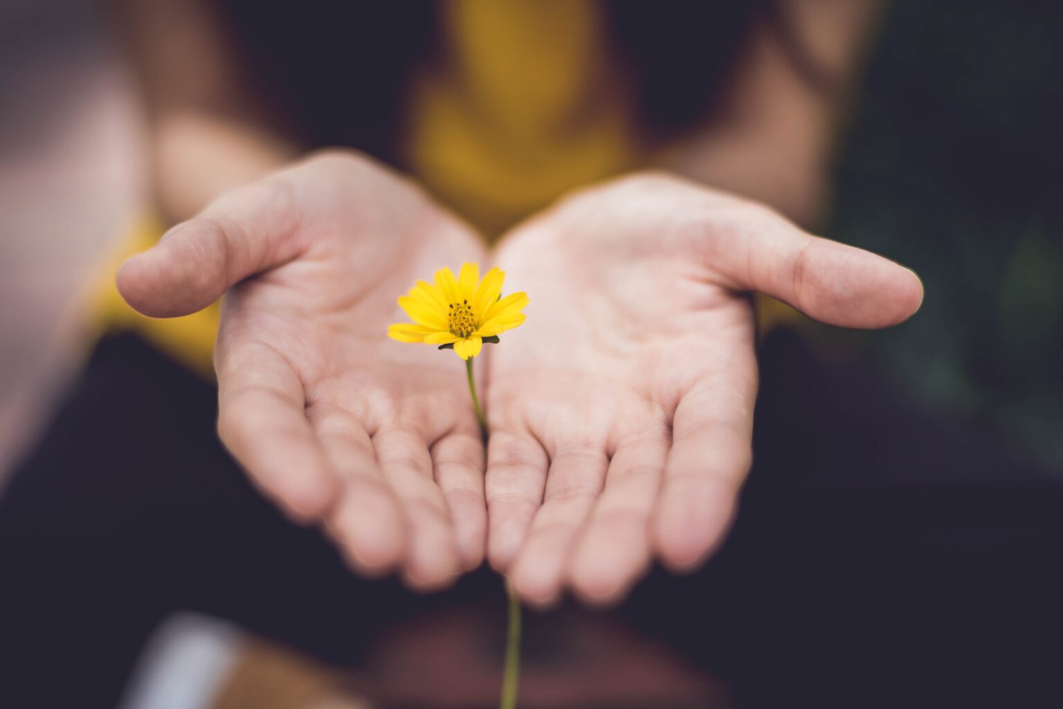 A single yellow flower held carefully in the open hands of a person.